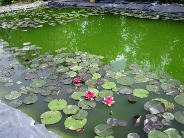 Борьба с водорослями